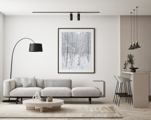 Canadian birch trees Haliburton Forest | Photo Art Print fine art photographic print