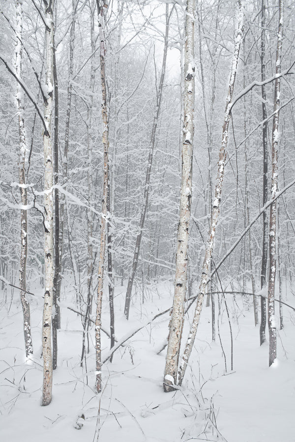 Canadian birch trees Haliburton Forest | Photo Art Print fine art photographic print
