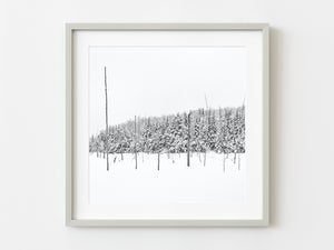 Canadian forest frozen swamp after early snowfall | Photo Art Print fine art photographic print