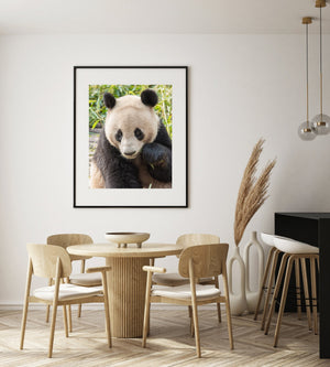 Chengdu panda photograph showing a softly lit face and black paws close to its body.