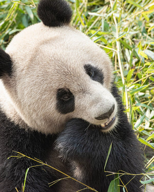 A giant panda’s pale head and dark eye patches stand out against green bamboo leaves.