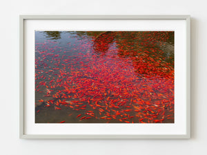 Chinese pond Garden of Harmonious Pleasures | Photo Art Print fine art photographic print