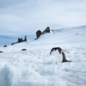 Colour wildlife photograph of a lone penguin stepping over pale blue Antarctic snow.