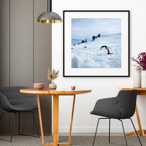 A small chinstrap penguin stretches its flippers while crossing a snowy Antarctic coast.