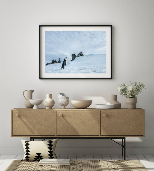 Chinstrap Penguin Walking Alone Antarctica | Photo Art Print fine art photographic print