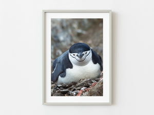 Chinstrap penguin closeup headshot in Antarctica | Photo Art Print fine art photographic print