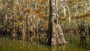 Clear lake cypress trees | Photo Art Print fine art photographic print