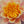 Closeup macro of pink lily pad flower | Photo Art Print fine art photographic print