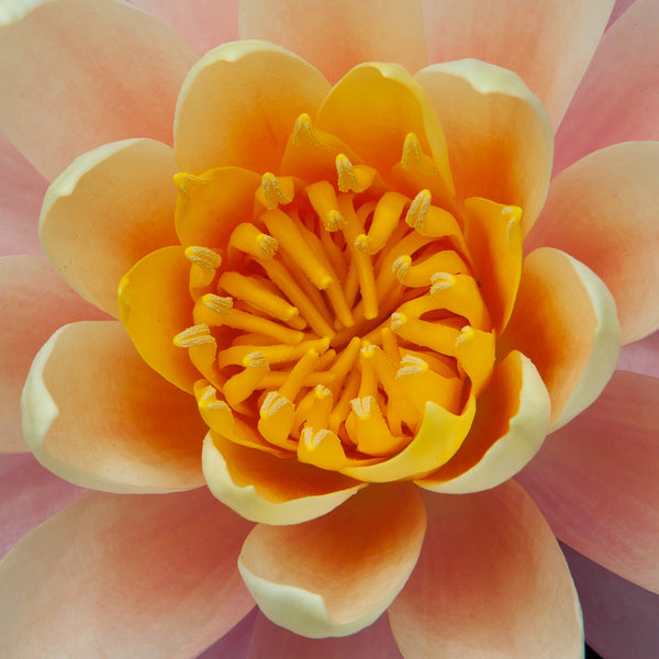 Closeup macro of pink lily pad flower | Photo Art Print fine art photographic print