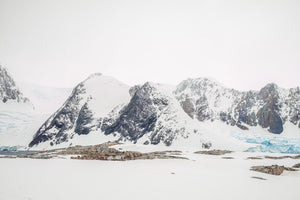 Colony of Gentoo penguins Antarctica mountain | Photo Art Print fine art photographic print
