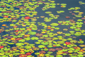 Coussinets Illy flottants dans un étang | Photos Tirage d’art Fine Art impression photographique