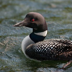 A loon’s dark head and white neck stripes stand above blue-green water.