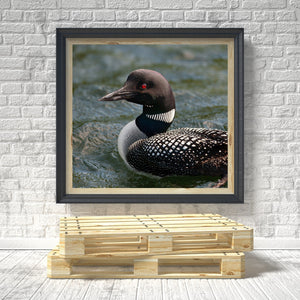 Red-eyed common loon portrait showing a pointed bill and patterned black and white feathers.