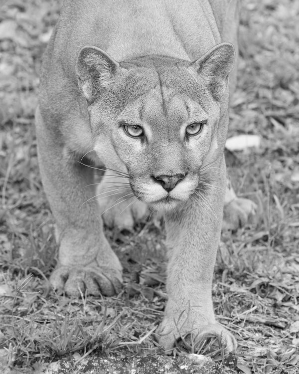 Cougar in Black and White | Photo Art Print fine art photographic print