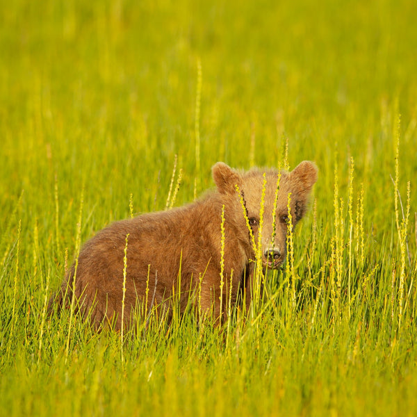 Cute Brown Bear Cub in the Grass | Photo Art Print fine art photographic print
