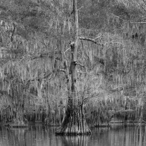 A flared cypress trunk stands amid hanging Spanish moss and soft woodland reflections.
