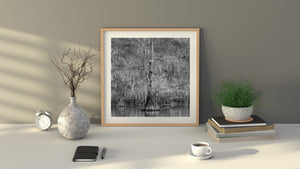 Black and white swamp photograph of cypress trees veiled in long strands of moss.