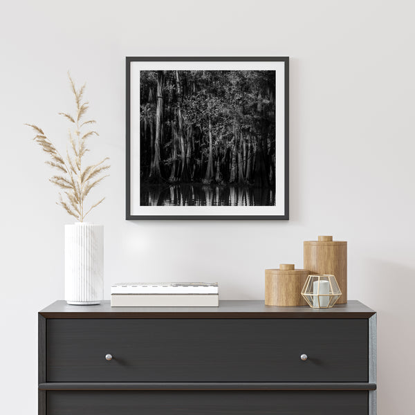 Cypress Tree Dense Forest | Photo Art Print fine art photographic print