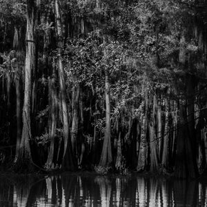 Cypress Tree Dense Forest | Photo Art Print fine art photographic print