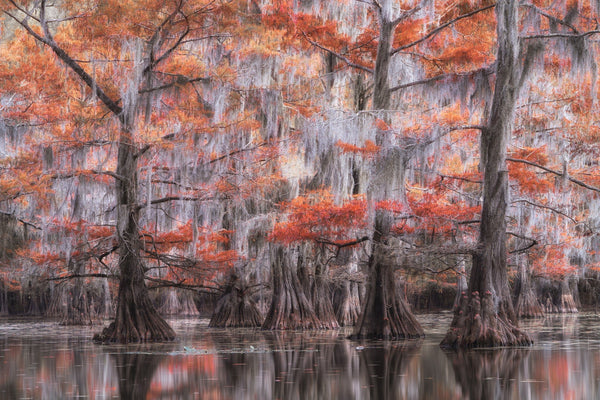 Cypress Tree Forest in the late Fall | Photo Art Print fine art photographic print