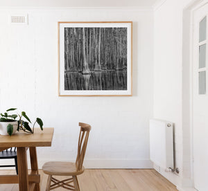 Cypress Tree Forest | Photo Art Print fine art photographic print