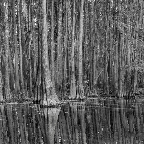 Cypress Tree Forest | Photo Art Print fine art photographic print