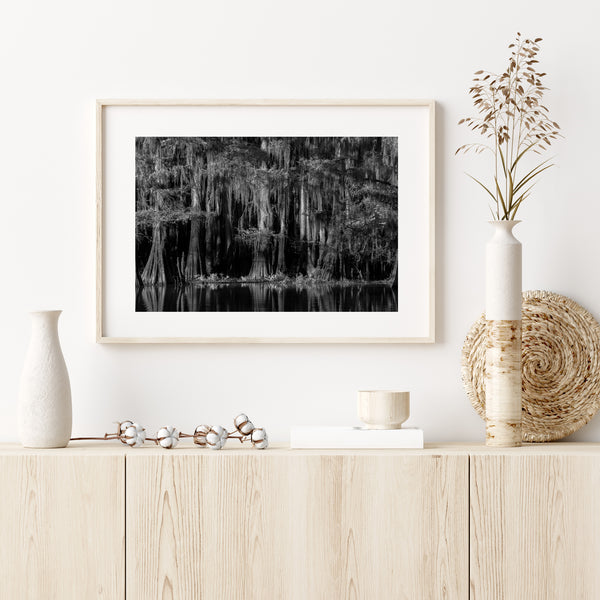 Cypress Tree Swamp Forest in Black and White | Photo Art Print fine art photographic print