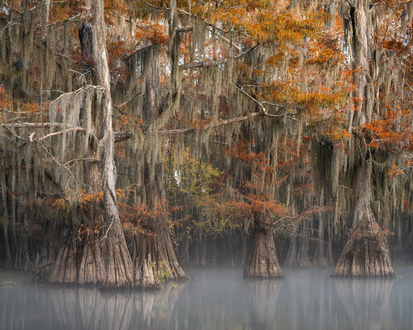 Cypress Tree grove with morning mist in the Louisiana Swamps | Photo Art Print fine art photographic print