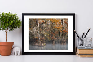Cypress Tree grove with morning mist in the Louisiana Swamps | Photo Art Print fine art photographic print
