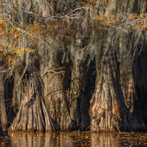 Cypress Tree in a warm autumn glow at sunset | Photo Art Print fine art photographic print
