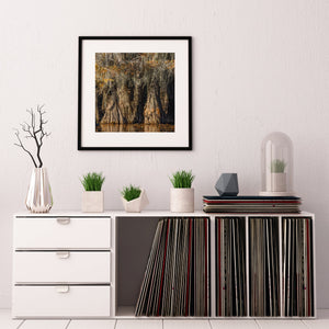 Cypress Tree in a warm autumn glow at sunset | Photo Art Print fine art photographic print