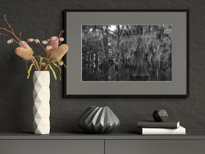 Cypress Trees and Spanish Moss Swamp | Photo Art Print fine art photographic print