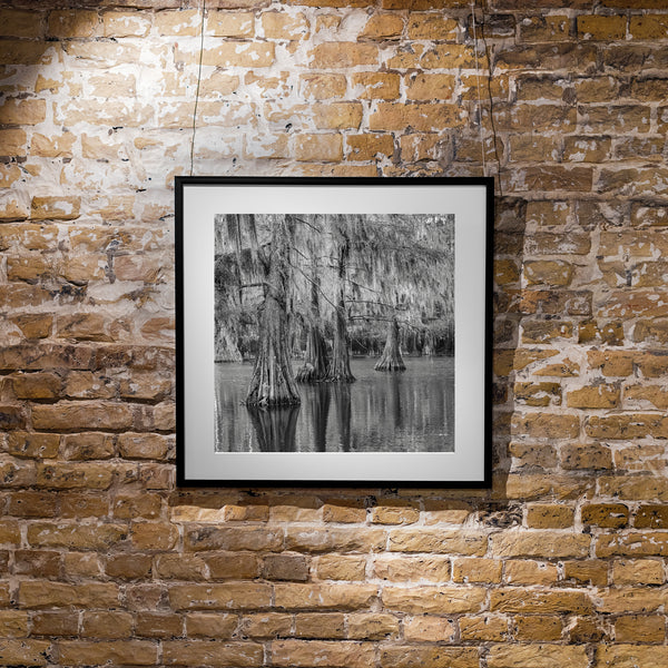 Cypress Trees in the Texas Swamp | Photo Art Print fine art photographic print