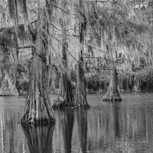 Cypress Trees in the Texas Swamp | Photo Art Print fine art photographic print