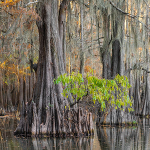 Alte Zypressen im Herbst in Texas | Foto Kunstdruck Fine Art Fotodruck