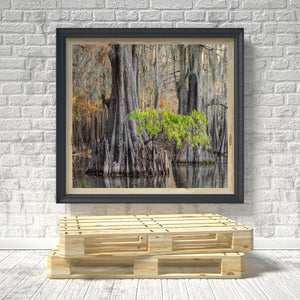 Alte Zypressen im Herbst in Texas | Foto Kunstdruck Fine Art Fotodruck
