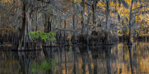 Cypress trees with lone green branch | Photo Art Print fine art photographic print