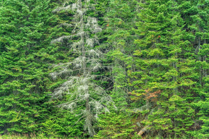 Fine bare branches stand out against layers of lush evergreen foliage in Haliburton County.