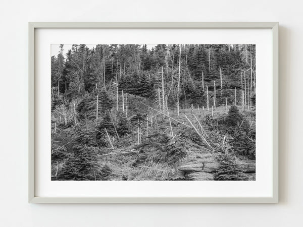 Dead trees Bonaventure Island Quebec | Photo Art Print fine art photographic print