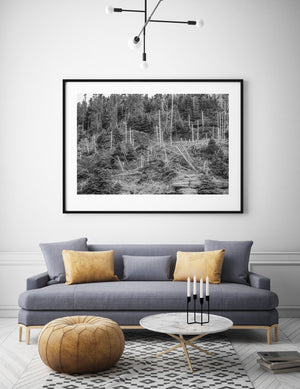 Dead trees Bonaventure Island Quebec | Photo Art Print fine art photographic print