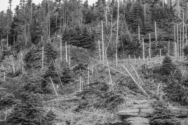 Dead trees Bonaventure Island Quebec | Photo Art Print fine art photographic print