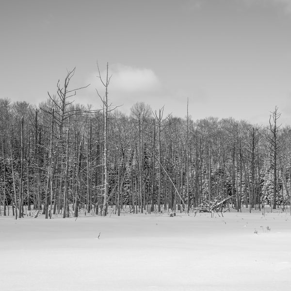 Dead trees over frozen swamp Haliburton Ontario | Photo Art Print fine art photographic print