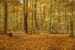 Deep in Northern Ontario forest in the fall | Photo Art Print fine art photographic print