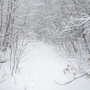 Deer Footpath in forest after snowstorm | Photo Art Print fine art photographic print