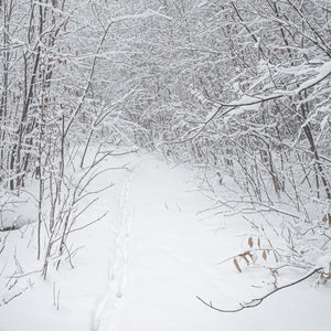 Sentier des cerfs en forêt après une tempête de neige | Photos Tirage d’art Fine Art impression photographique