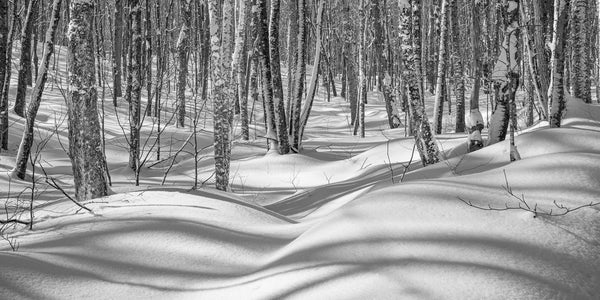 Dense Haliburton forest trees in the winter | Photo Art Print fine art photographic print
