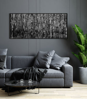 Dense cypress trees in the swamp | Photo Art Print fine art photographic print