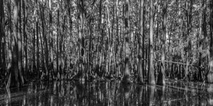 Dense cypress trees in the swamp | Photo Art Print fine art photographic print