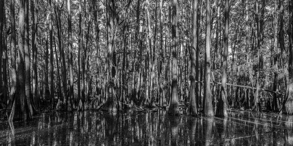 Dense cypress trees in the swamp | Photo Art Print fine art photographic print