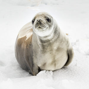 curious seal portrait in polar environment